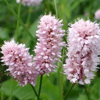 Persicaria Affinis Donald Lowndes Perennial Plant 9cm Pot - Set of 3