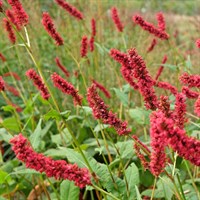Persicaria Amplex. Fat Domino 2L Pot - Set of 3