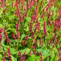 Persicaria Amplex. Lisan Perennial Plant 2L Pot - Set of 3
