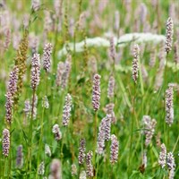 Persicaria amplex Pink Elephant Perennial Plant 2L Pot - Set of 3