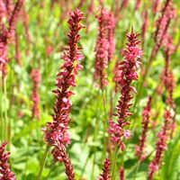 Persicaria Amplex. Speciosa 2L Pot - Set of 3