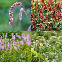Persicaria Perennial Set - Mixed Colours - 3 x 2L Pots