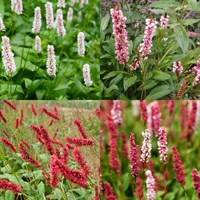 Persicaria Perennial Set - Mixed Colours - 6 x 9cm Pots