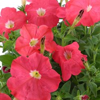 Petunia F1 Frenzy Salmon Pink 12 Pack Boxed Bedding