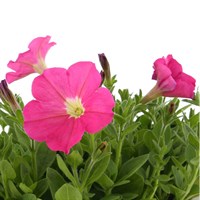Petunia F1 Frenzy Pink 12 Pack Boxed Bedding