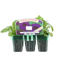 Petunia Frenzy Blue Mini 6 Boxed Bedding
