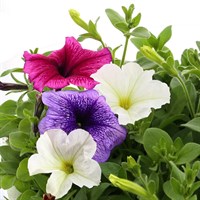 Petunia F1 Hybrids Mixed 20 Pack Boxed Bedding