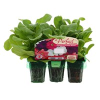 Petunia Mixed Mini 6 Boxed Bedding