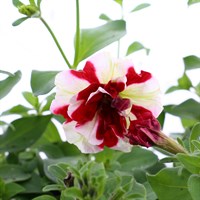 Petunia Pirouette Double 6 Pack Boxed Bedding