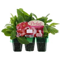 Petunia Salmon Mini 6 Boxed Bedding