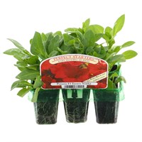 Petunia Scarlet Mini 6 Boxed Bedding