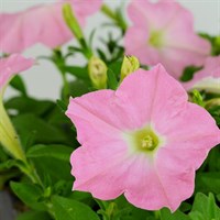 Petunia (Trailing) Wave Pearly 6 Pack Boxed Bedding