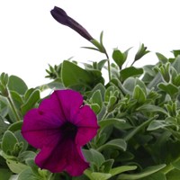 Petunia (Trailing) Wave Purple 6 Pack Boxed Bedding