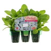 Petunia White Mini 6 Boxed Bedding