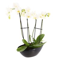 Orchid White (Phalaenopsis) Houseplant In Black Plastic Boat - 60 to 70cm