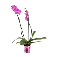 Orchid Pink (Phalaenopsis) Houseplant 12cm Pot