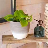 Philodendron scandens Houseplant - 12cm Pot