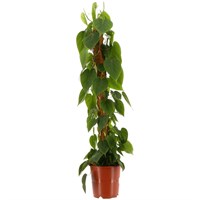 Philodendron scandens Houseplant - 12cm Pot