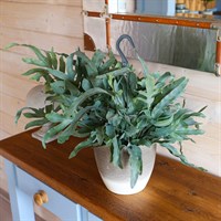 Phlebodium Blue Star Hanging Houseplant - 17cm Hanger Pot