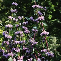 Phlomis Prima Donna Perennial Plant 2L Pot - Set of 3
