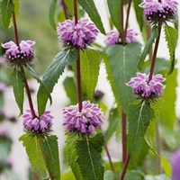 Phlomis Torch of Heaven Perennial Plant 2L Pot - Set of 3