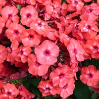 Phlox Pan. Sweet Summer Orange Rose Perennial Plant 2L Pot - Set of 3