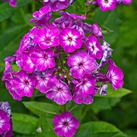 Phlox Pan Sweet Summer Purple Bicolor Perennial Plant 2L Pot - Set of 3