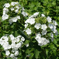 Phlox Pan. Sweet Summer White Perennial Plant 2L Pot - Set of 3