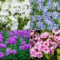Phlox Perennial Set - Mixed Colours - 3 x 2L Pots