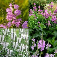 Physostegia Perennial Set - Mixed Colours - 3 x 2L Pots
