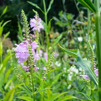 Physostegia Virg. Bouquet Rose Perennial Plant 2L Pot - Set of 3