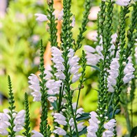 Physostegia Virg. Crystal White Perennial Plant 2L Pot - Set of 3