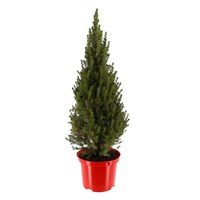 Picea Glauca 'Perfecta' – White Spruce – Real Pot Grown Christmas Tree