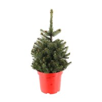 Picea Super Blue 1-1.5ft (50-60cm) Real Pot Grown Christmas Tree