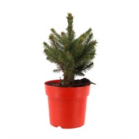 Picea Super Blue 1ft (25-30cm) Real Pot Grown Christmas Tree