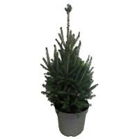 Picea Super Green 1.5-2ft (60-80cm) Real Pot Grown Christmas Tree