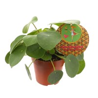 Pilea Peperomioides Houseplant - 17cm Pot