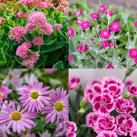 Pink Perennial Set - Mixed Varieties - 3 x 2L