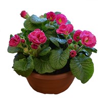 Pink Primrose Bowl Bedding Arrangement 16cm Pot
