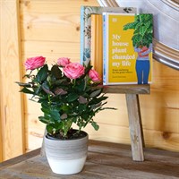 Pink Rose Houseplant - 10.5cm Pot