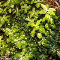 Pittosporum 'Gold Star' - 3L Pot