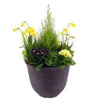 Planted Anaheim Pot 13 Inches Outdoor Bedding Container - Spring