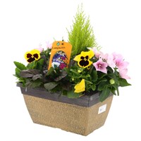 Planted Crackle Window Box 30cm Outdoor Bedding Container - Autumn