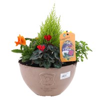Planted Loire Petite Olive Bowl Outdoor Bedding Container - Autumn
