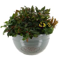 Planted Olive Bowl Outdoor Bedding Container - Spring