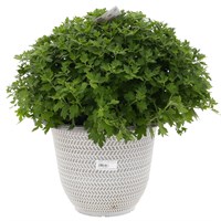 Planted Premier Chrysanthemum Decorative Outdoor Bedding Container