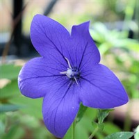 Platycodon Grandiflorus Perennial Plant 9cm Pot - Set of 3