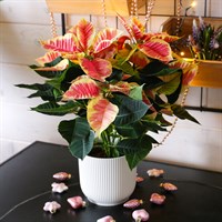 Poinsettia Christmas Houseplant - Marble 13cm
