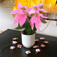 Poinsettia Christmas Houseplant Pink 13cm - With Decorative Pot