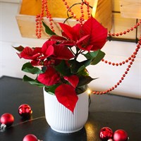 Poinsettia Christmas Houseplant - Red 10.5cm